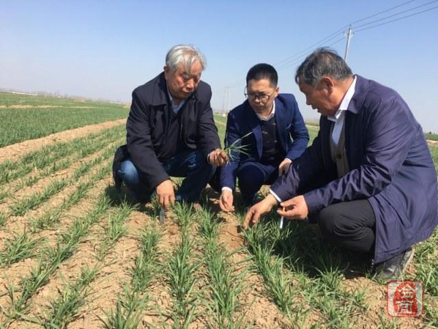 一农民种植了1小麦gdp_小麦为何会大片死亡,原来是因为这几点(3)