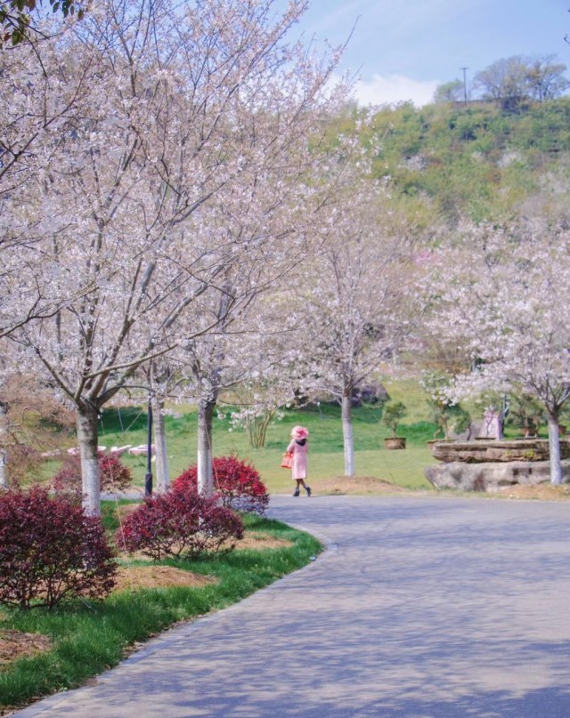 10多万棵樱花树绚丽绽放  趁着春日到江北达人谷赏樱吧
